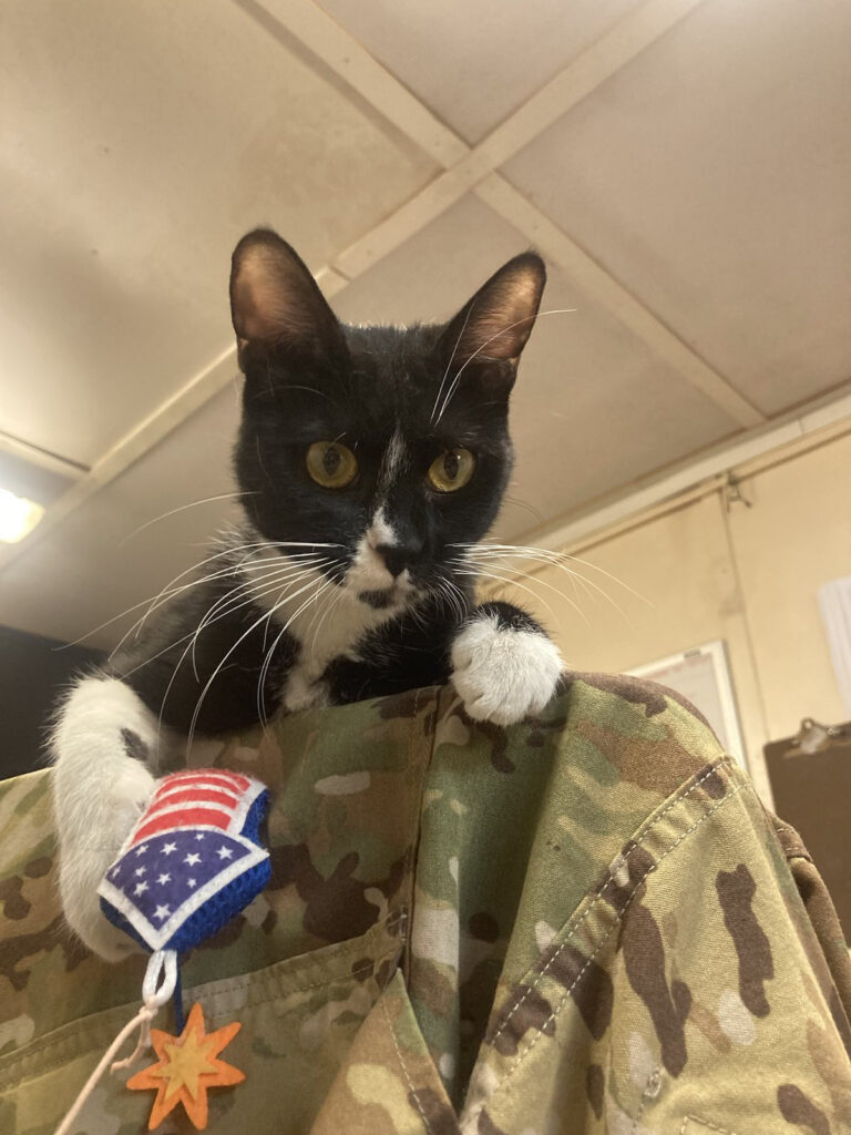 This Giving Tuesday, Help Support Paws of War's Mission of Helping Military Members