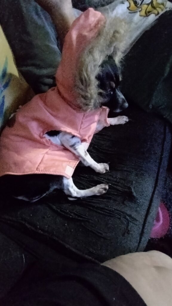 August 4 Assistance Dog Day #AssistanceDogDay