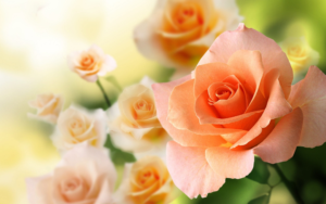 Homeschool Resources: Roses