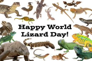 August 14 World Lizard Day #WorldLizardDay
