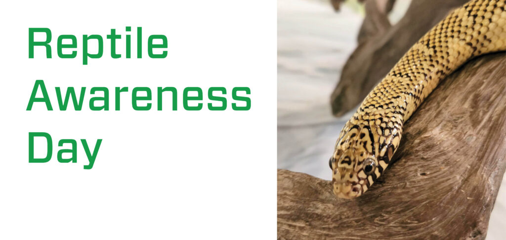 October 21 Reptile Awareness Day #ReptileAwarenessDay
