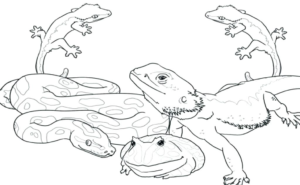Homeschool Lesson Plans: Reptiles